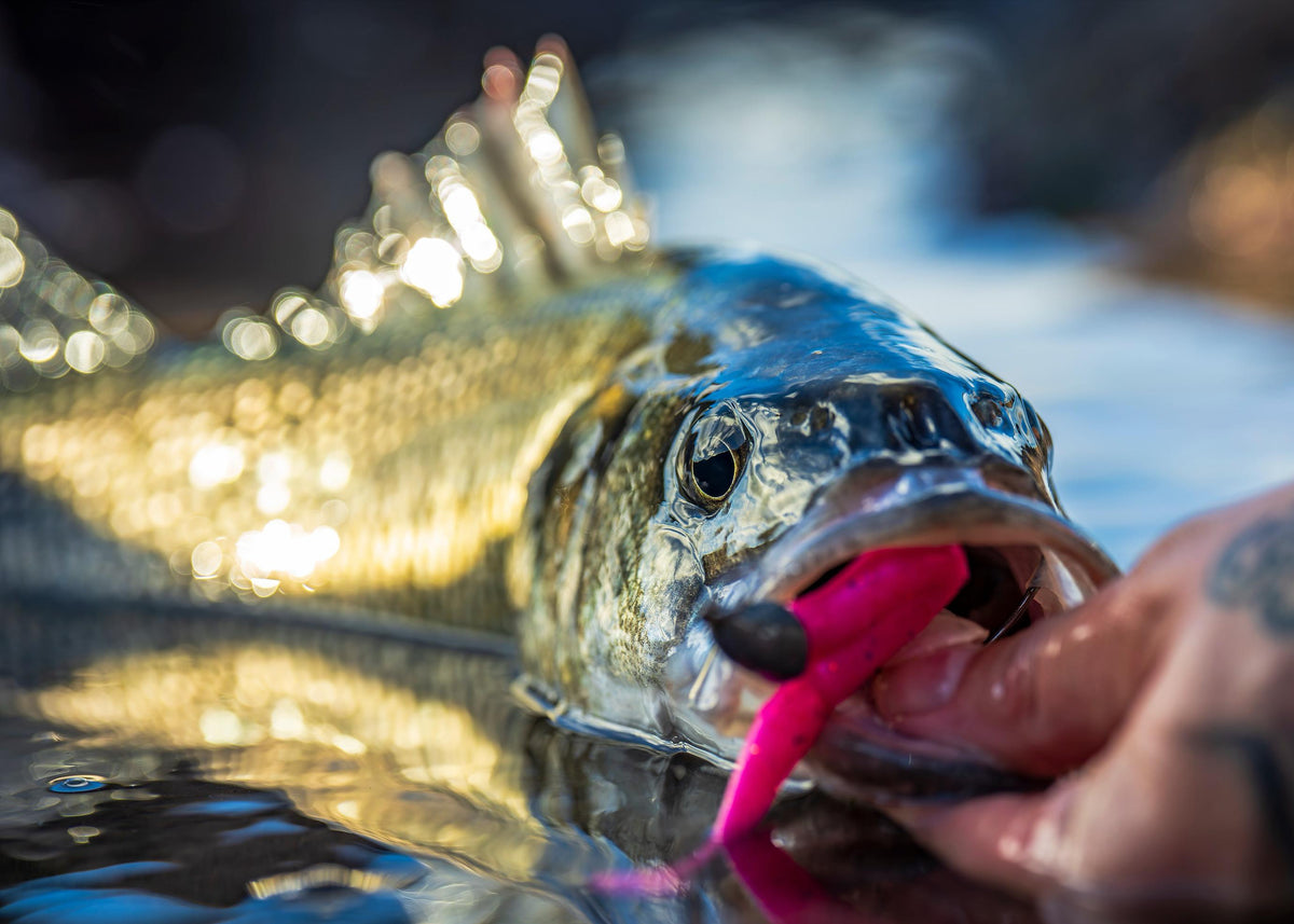 Close-up of a fish with a pink lure in its mouth, held by a person.