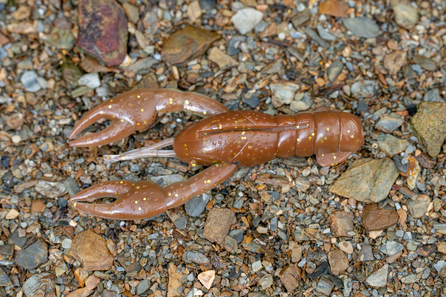 Small brown crayfish on a bed of small stones and pebbles