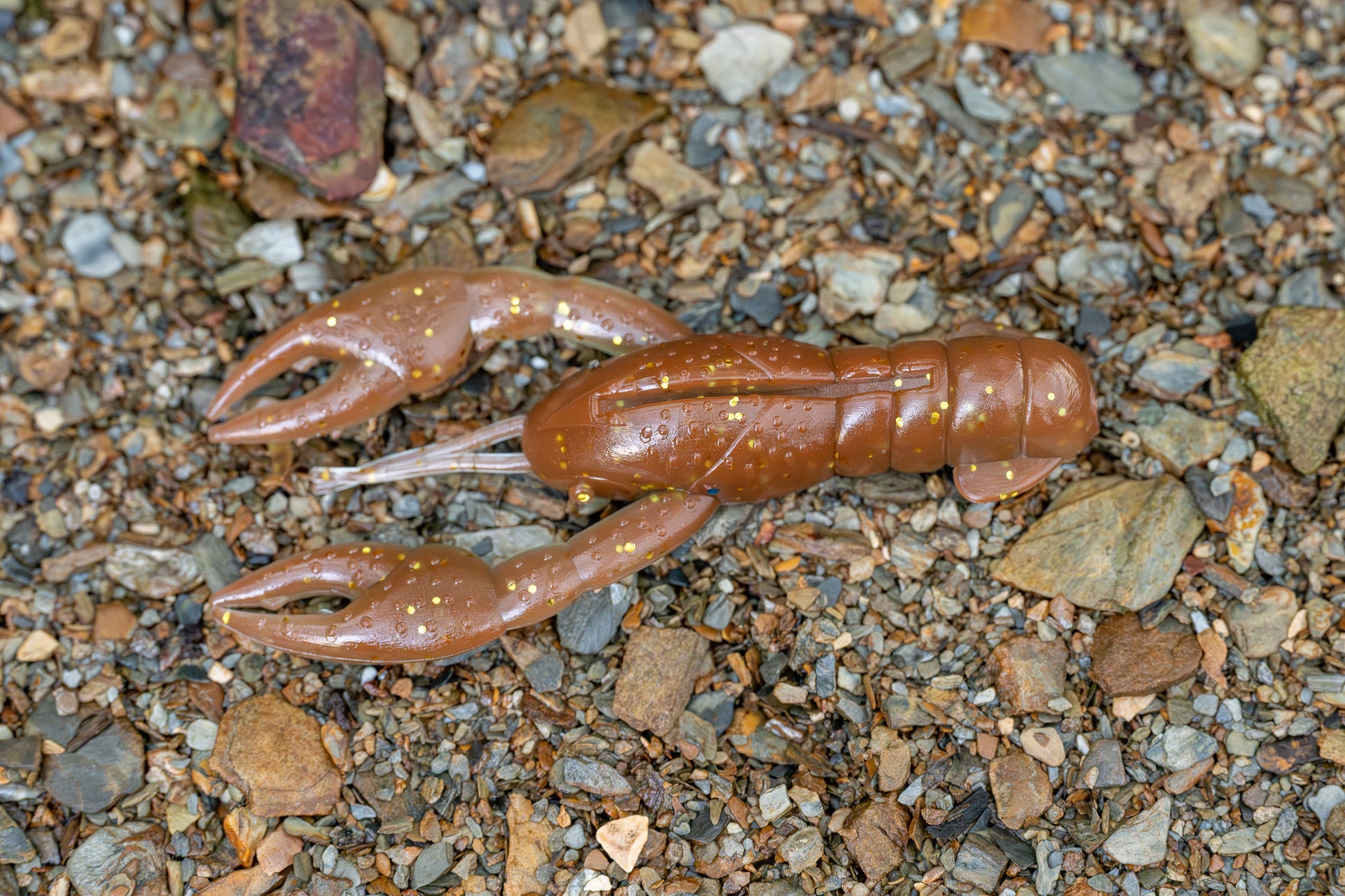 Small brown crayfish on a bed of small stones and pebbles