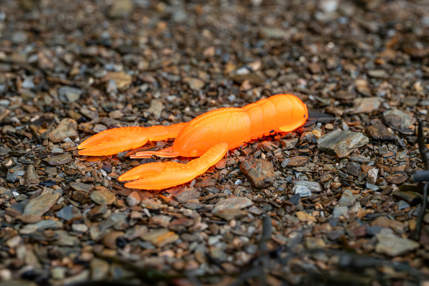 Orange crawfish on a gravel surface