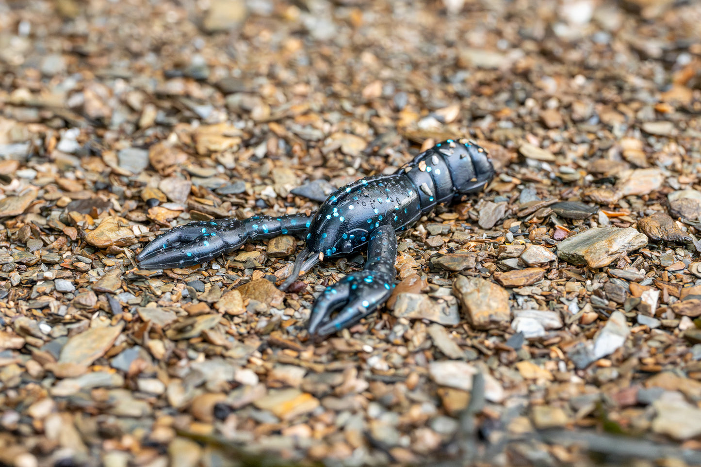 Black crab on a bed of small stones