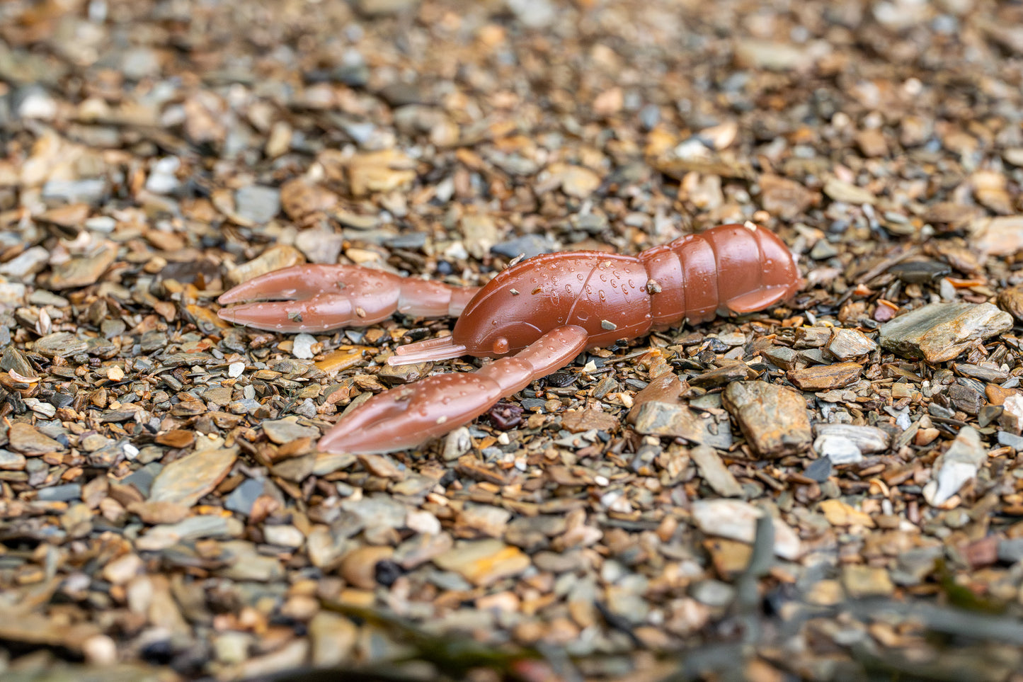 brown craw on a gravel surface