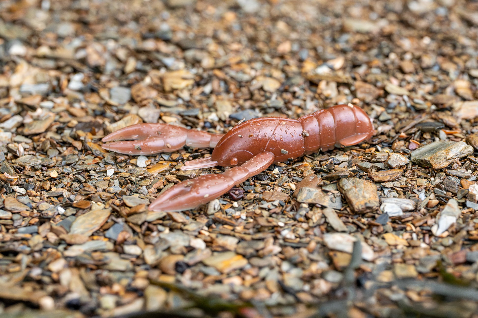 brown craw on a gravel surface