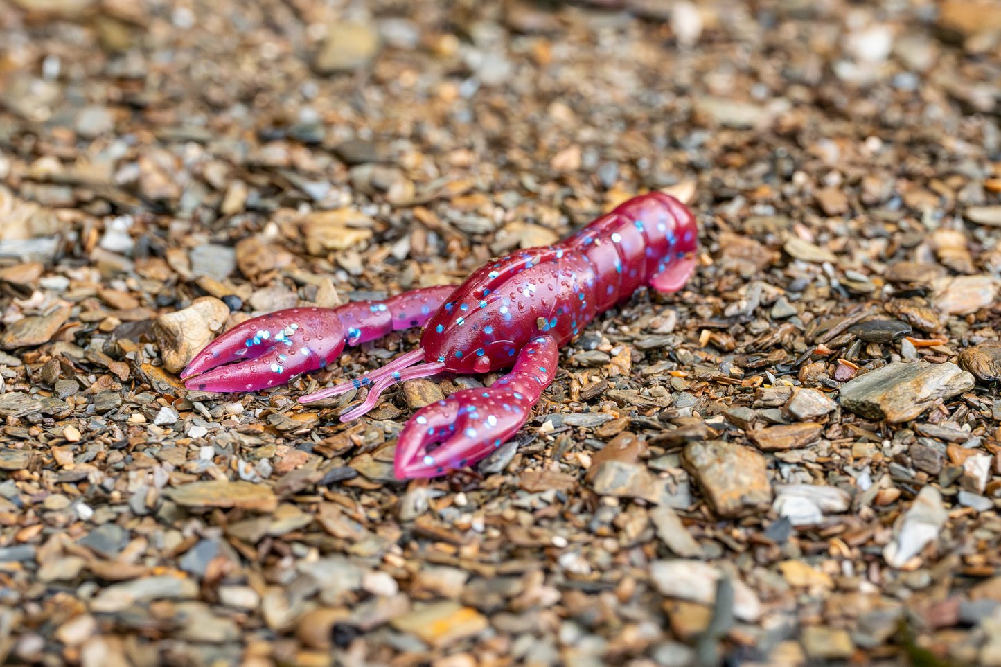 berry crawfish on a gravel surface