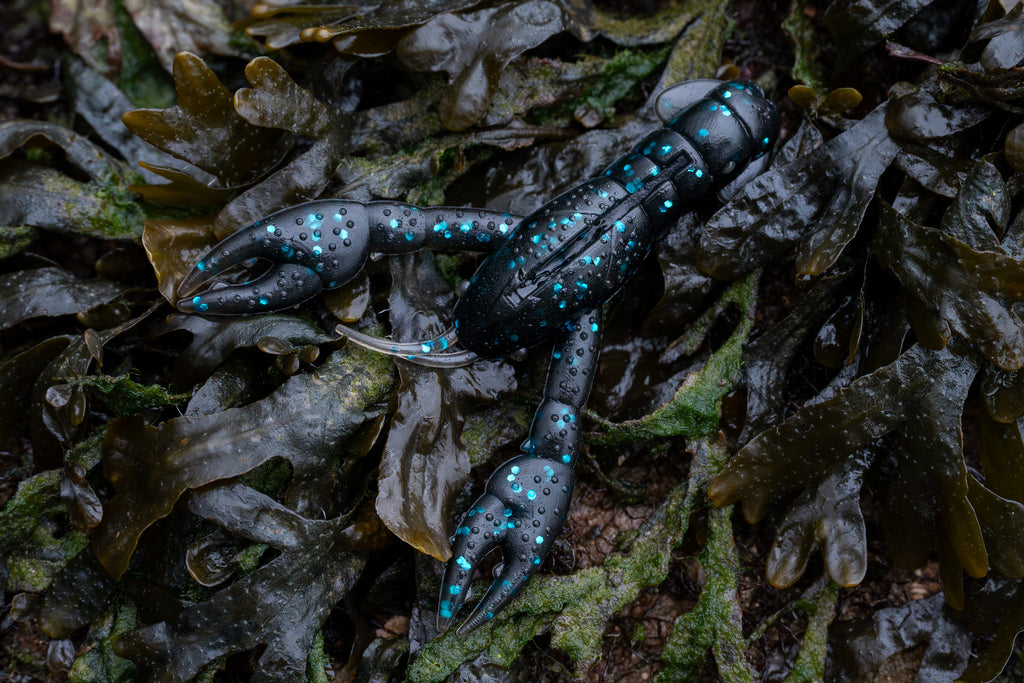 Blue and black crawfish on a bed of seaweed