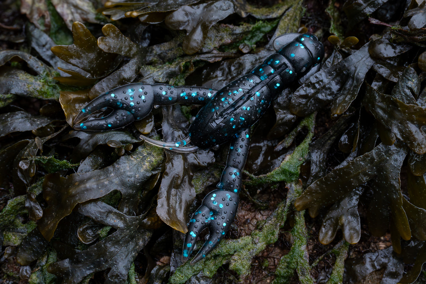 Blue and black crawfish on a bed of seaweed