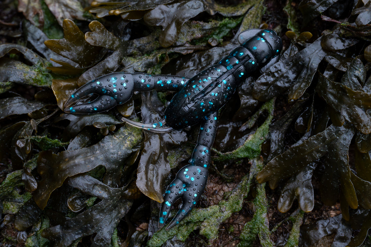 Blue and black crawfish on a bed of seaweed
