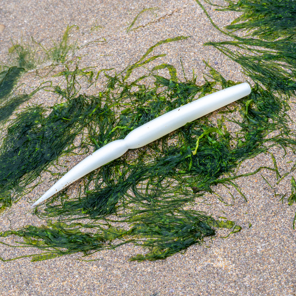 A white, tapered shell or seashell lying on wet sand surrounded by green seaweed.